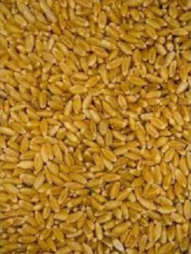 100 Percent Pure Quality And Organic Wheat Seeds For Fertilizer, 50 Kg Admixture (%): 2%