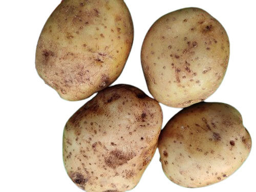 A Grade Fresh Potato