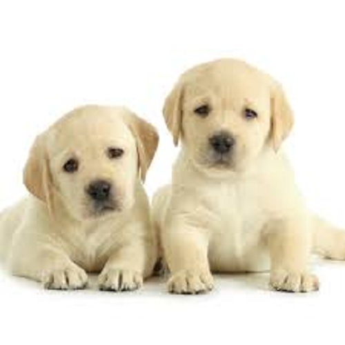 Lucknow dog hot sale market price