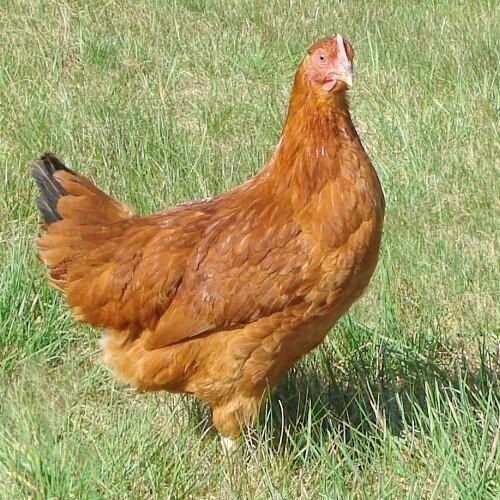 Brown Live Country Chicken - High Protein, Low Fat | Rich in Antioxidants and Essential Nutrients for Health Benefits