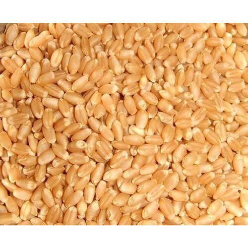 Vitamin And Nutrient-Dense Organically Organic Grown Golden Wheat Grain