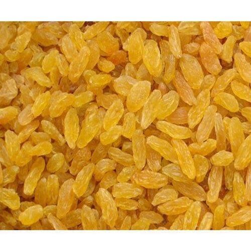 Common Dried Oval Shaped Sweet Juicer And Lighter High Nutrients Golden Raisins 