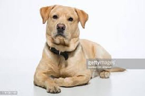  मादा 5 किलोग्राम लेब्राडोर नस्ल का पालतू कुत्ता