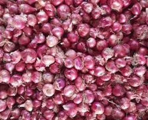 100 Percent Organic And Farm Fresh Light Pink Round Shape Small Onion