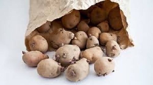 Naturaly Grown Fresh Potatoes