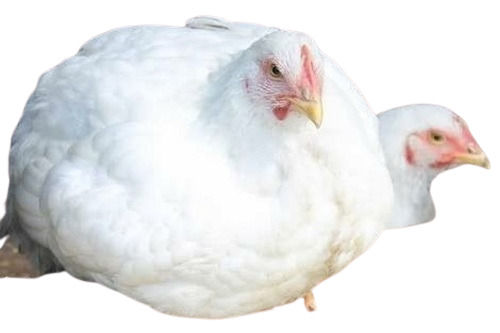 White Live Broiler Chickens