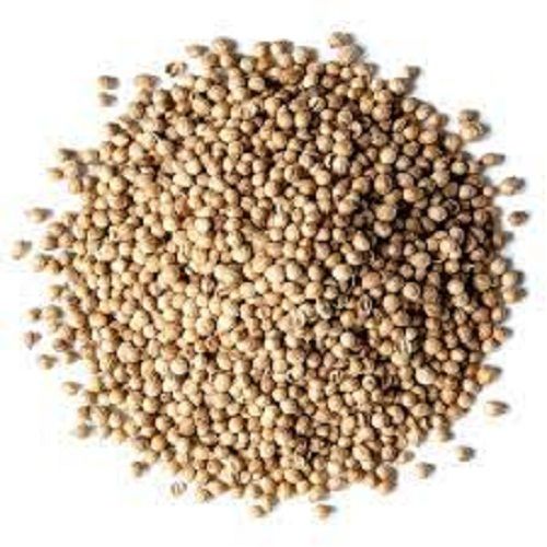 A Grade Hybrid Coriander Seeds Are Usually Broadcast By Hand Better Quality Admixture (%): 0.05%