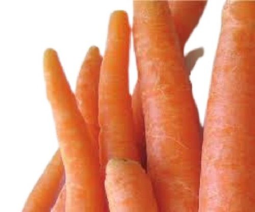 Elongated Shape 89% Moisture Containing Raw Processing Form Carrot