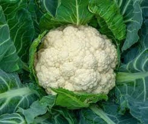 Round Shaped 92% Moisture And Raw Processing Formed Cauliflower Shelf Life: 3 Days