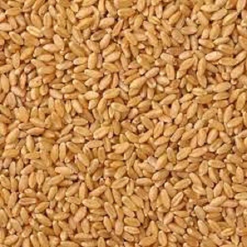 100 Percent Pure Fresh And Healthy A Grade Organic Wheat