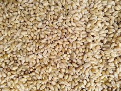 Organic Cultivated Healthy Natural Pure Herbal Hybrid Wheat Seeds Admixture (%): 1%