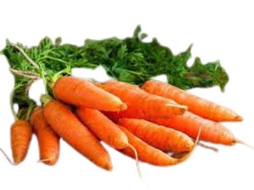 Naturally Grown Farm Fresh Long Shape 87.9% Moisture Content Raw Carrot