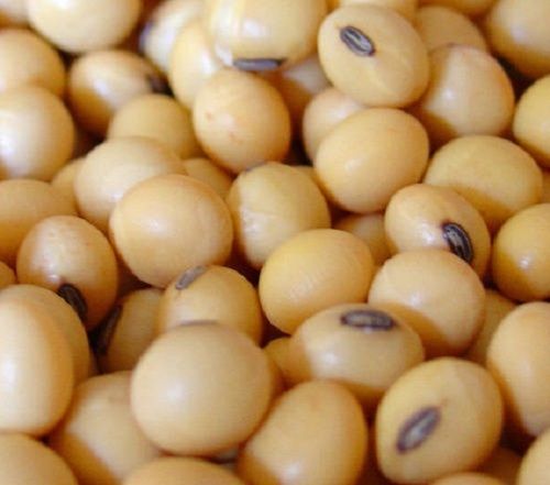 Healthy And Protein Full Common Cultivation Dried Soyabean Seeds