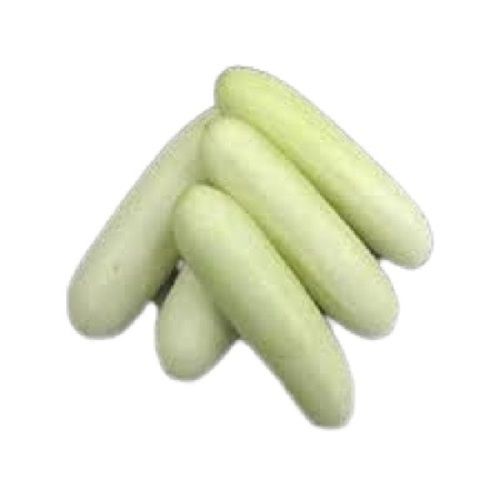 Ovel Oval Shape Fresh Healthy Cucumber For All