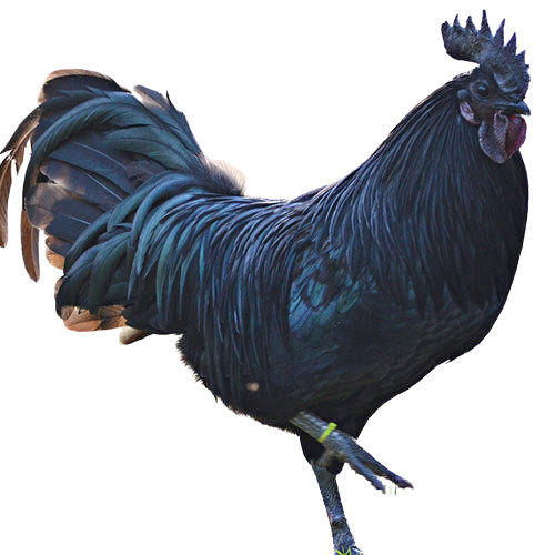 Premium Grade Best Pure And Healthy Black Natural Kadaknath Chicken