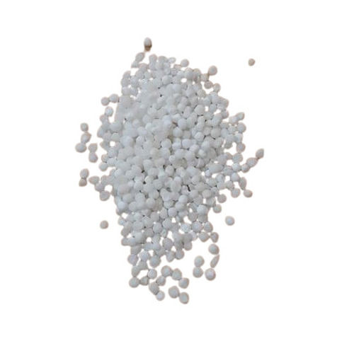 White Sago Seeds Grade: A