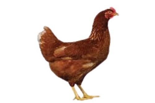 Brown Female Live Country Chicken