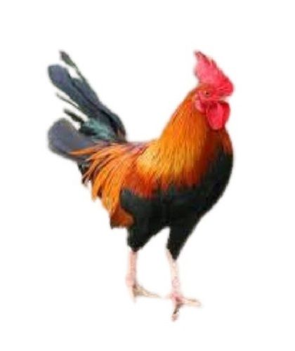 Male Live Country Chicken