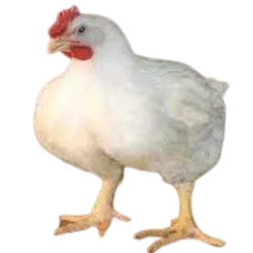 White Live Boiler Chicken