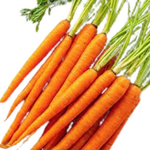 Conical Shape Naturally Grown Natural Fresh Orange Carrot Moisture (%): 87.5%