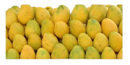 1 Kilograms Fresh Sweet Common Cultivation And Natural Mango Fruit