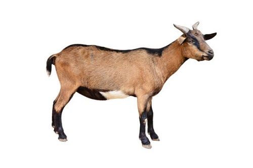 32 Kilogram, 11 Months Cattu Male Live Goat