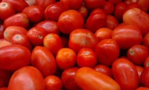 Commonly Cultivated A Grade and Indian Origin Fresh Raw Tomatoes