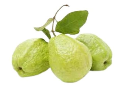 Common Sweet Green Guava