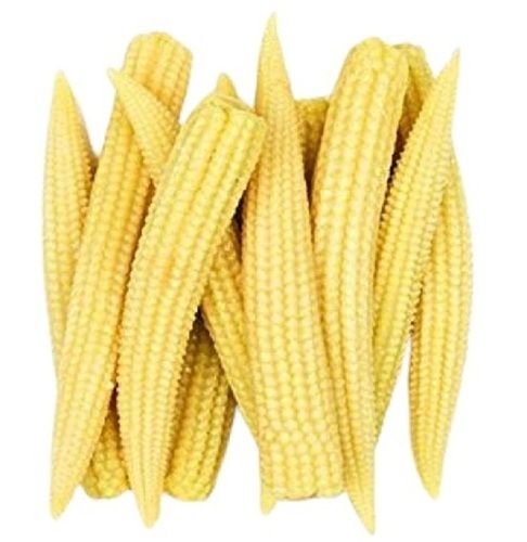 100% Pure Moisture Yellow Fresh Baby Corn