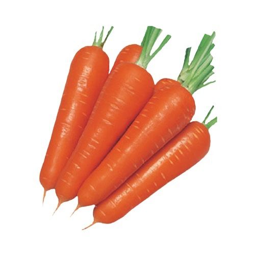 Fresh Orange Long Shape Naturally Grown Carrot