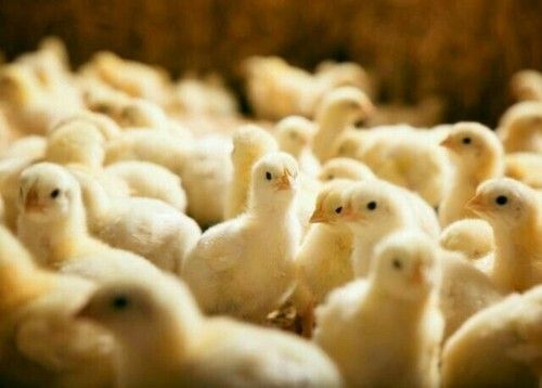 Healthy Low In Cholesterol High In Protein Fluffy Poultry Farm Baby Chicks