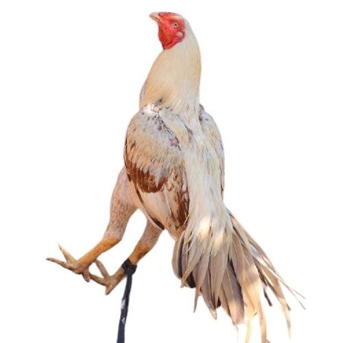 Healthy White Live Chicken For Poultry Farming Gender: Both