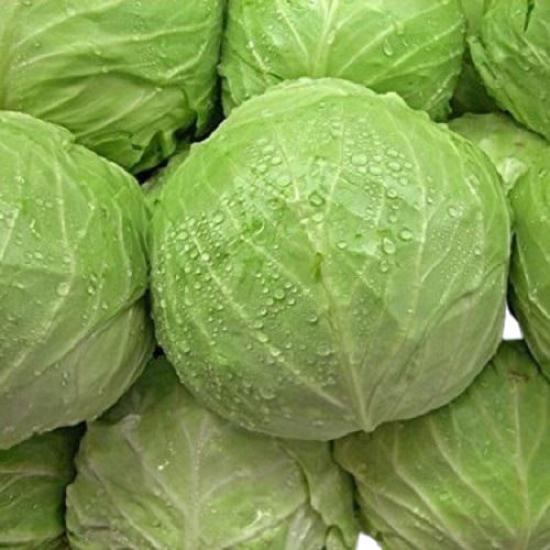 Common Cultivated Farm Fresh Round Raw Cabbage Vegetables