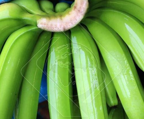 Importer Of Fresh Organic Green Banana For Iran