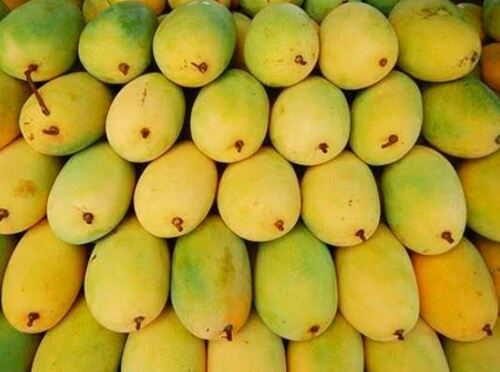 शुद्ध और ताजा आम तौर पर उगाया जाने वाला नॉन-ग्लूटिनस होल स्वीट मैंगो