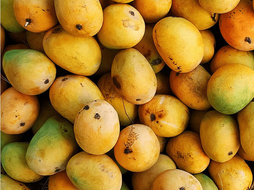 Food Grade Sweet Taste Natural And Pure Fresh Mango Fruit