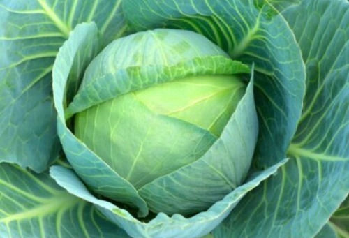 Pure And Fresh Whole Cabbage