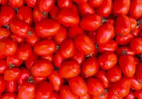 Pure And Natural Round Commonly Cultivated Farm Fresh Red Tomato