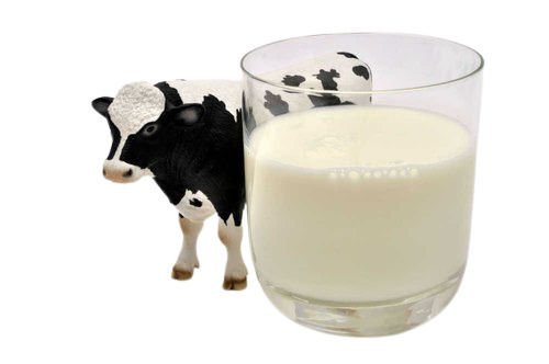 रसायनों से मुक्त कोई अतिरिक्त संरक्षक नहीं ताजा गाय का दूध