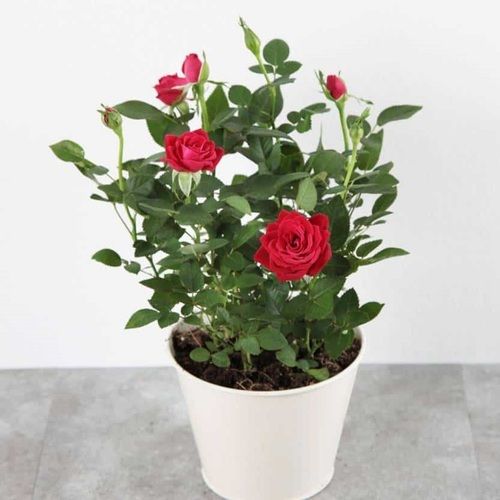 Artificial Red Rose Flower Pot