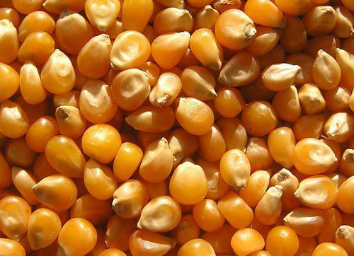 Yellow Commonly Cultivated Dried Non Hybrid Maize Seeds