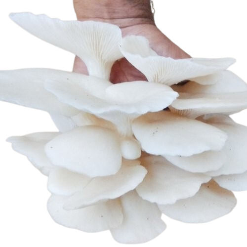 White High In Protein Fresh Organic Oyster Mushroom