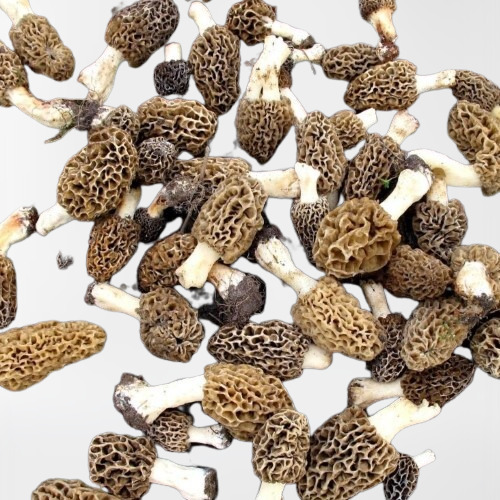 Original Healthy Fresh Organic Kashmiri Morel/Guchi Mushroom at Best