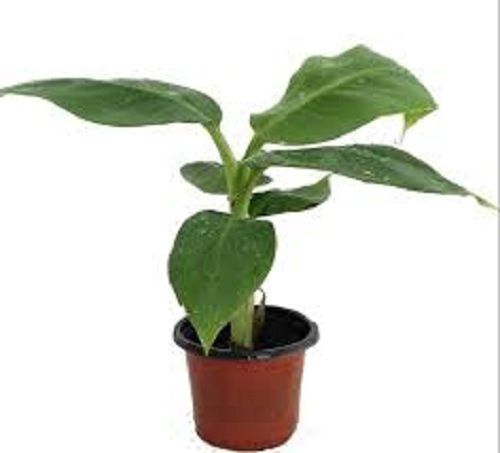 1.50 To 2 Feet Leaves Part Natural Organic Banana Plants 