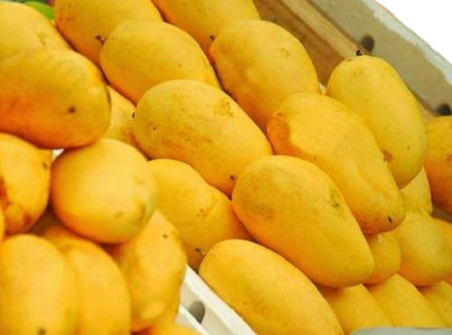 A Grade 100% Pure Fresh Indian Origin Naturally Grown Sweet Alphonso Mango
