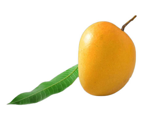 common-commonly-cultivated-sweet-and-delicious-fresh-alphonso-mango-at