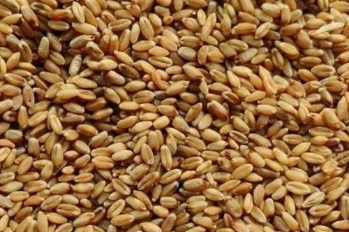 High Source Of Vitamins And Minerals Pure And Dried Milling Wheat