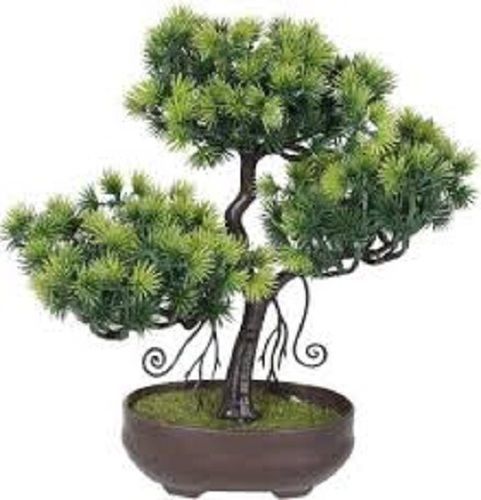 Well Watered Full Sun Exposure Natural Green Bonsai Ficus Plant For Plantation Shelf Life: 10 Years