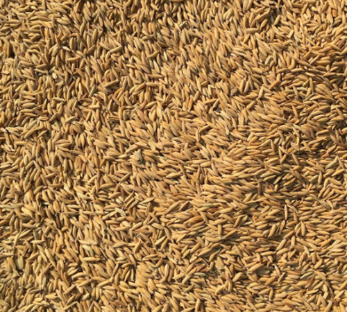 99% प्राकृतिक और ताजा आम तौर पर उगाए जाने वाले लंबे दाने वाले चावल के धान के बीज