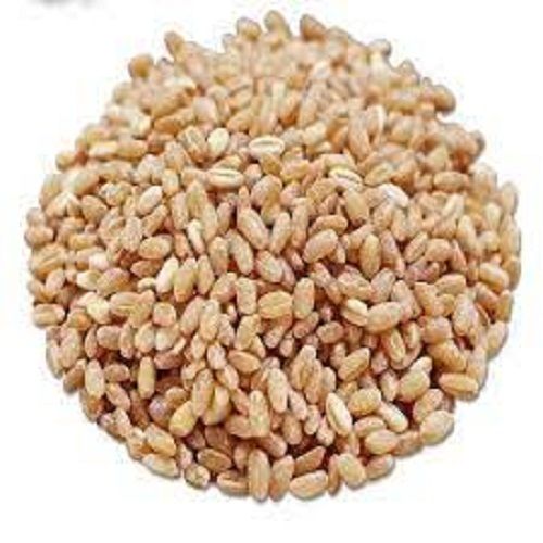 Golden 1 Kg Organic Cultivation Wheat Sharbati Tukadi Broken (%): (%)2%